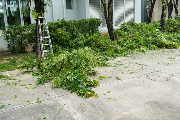 Orchard Mesa, CO Tree Removal Company