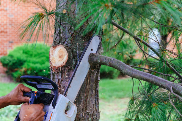 How Our Tree Care Process Works  in  Orchard Mesa, CO